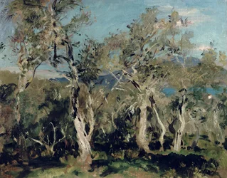Olives, Corfou, 1912